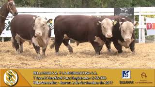 021117 Venta de Toros P Hereford PR  Bellamar SA y La Barrancosa SA  Villa Mercedes [upl. by Firman]