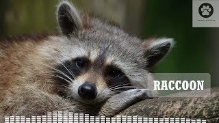 What does a raccoon sound like Raccoon call  raccoon sounds  raccoon noises [upl. by Ahsieki531]