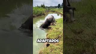 Este BÚFALO desaparece BAJO el AGUA 😱 [upl. by Siramad649]