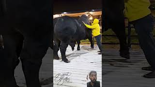 😱World Biggest Bull🐂  EL MEJOR QUIEBRO A UN TORO BRAVO tricks best bestplayer [upl. by Mylor]