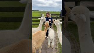 High Tea’en tussen de alpacas🦙 [upl. by Jemima73]