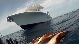 Steinhatchee Fl spearfishing with Cobia and Sharks [upl. by Nirehtak559]