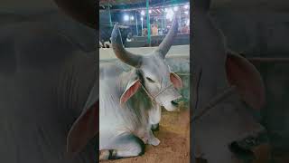 Cow heavy bull🐄🐄youtubeshorts cattlemarket foryou cowlover viralshort trending viralreels [upl. by Randie514]