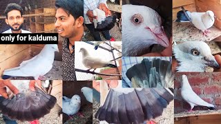 allahabadi kalduma breeding setup allahabad kalduma kabootarpart 1 [upl. by Dranoel]