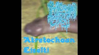 Atretochoana Eiselti  Atretochoana Eiselti Full EP [upl. by Changaris515]