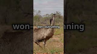 The Great Emu War of Australia [upl. by Aenneea]