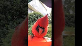 Pretty red northern cardinal red cardinal [upl. by Nonnahs874]