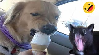 Funny Dogs And Cats Videos 2024 😅  Best Funniest Animal Videos Of The week 15 [upl. by Issie]