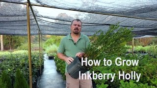 How to grow Inkberry Hollies Ilex glabra with detailed description [upl. by Milly86]