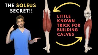 The Soleus Secret The Anatomy behind Calf Definition and Volume [upl. by Zobkiw]