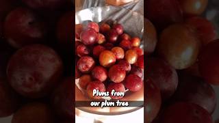 Plums from our plum tree to make plum jam Yum homegrown wildchild growyourownfood [upl. by Wood]