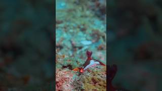 Nembrotha chamberlaini fact shorts tredingshorts Nembrotha mustafa animals sea oceanwildlife [upl. by Nylde557]