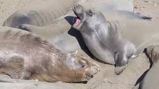 Seal being woken from very sandy sleep 😴 [upl. by Llydnek]