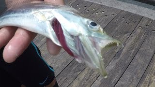 Catching Ribbonfish off the Pier [upl. by Eurydice]