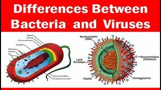 Viruses vs Bacteria  Whats The Difference [upl. by Aita859]