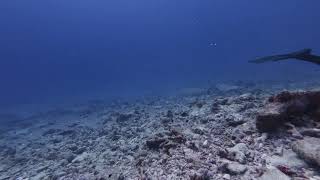 RangIroa Hammerhead Shark pt1 [upl. by Elvin]