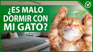 🐱 ¿Es Malo Dormir con mi Gato ¿Qué Enfermedades Puede Transmitirme 🐱😴 [upl. by Ahtela806]