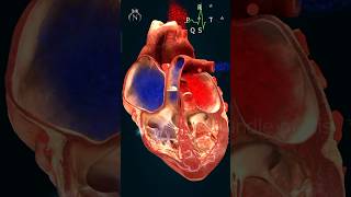 PQRST Wave  shorts ecg heart nursingking bloodcirculation [upl. by Esinehs229]