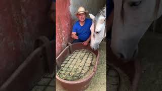 Alimentación a los Caballos Españoles Agua Zarca 🐴 Pasto a Libre Acceso 1 [upl. by Janela]