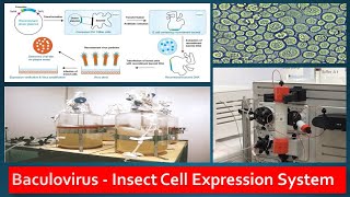 Recombinant Protein Expression in Baculovirus Insect Cell lines [upl. by Okiek]