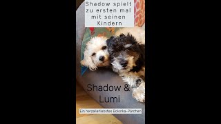 Bolonka „Shadow“ spielt mit seinen Kindern [upl. by Bald771]