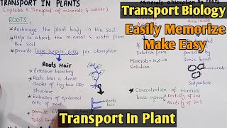 Transport In Plants  Apoplast  Symplst and Vacuolar pathway  Class 11 Biology [upl. by Roz834]