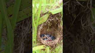 Amazing Grown Babies Wild Bird in nest AP007 Nesting BirdBehavior BirdWatching NatureLovers W [upl. by Horlacher]