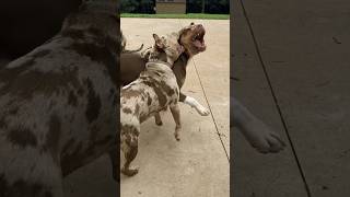 MERLE BULLY VS TRI😱😱pitbull amercianbully puppy dogbreed merle dog trending youtube [upl. by Eltsyrhc]