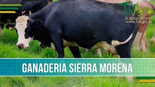 Beneficios del Cruce Simhol Simmental por Holstein TvAgro por Juan Gonzalo Angel [upl. by Bradney]