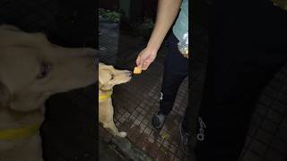 Feeding biscuits to street dog Dow doglover doglife [upl. by Inoliel]