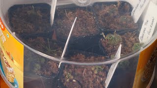 Carnivorous Plant Unboxing Drosera Collection amp RedDragon VenusFlytraps carnivorous Venusflytraps [upl. by Gregrory468]