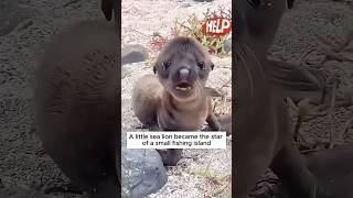 We Rescued a Baby Seal and Then… babyseal sealion babyanimals seal [upl. by Ligetti]