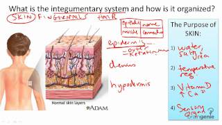 89 Integumentary System Structure and Function [upl. by Lemart]