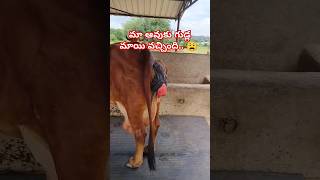 dairycows cow telugu indiandairy dairy farmer milkpower organicmilk news farming [upl. by Rillings]