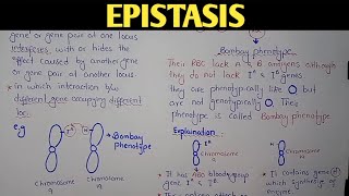 Epistasis Genetics  Bombay Phenotype  Class 12 Biology [upl. by Dhruv134]