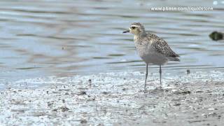 Asian GoldenPlover Pluvialis fulva [upl. by Carolyne706]