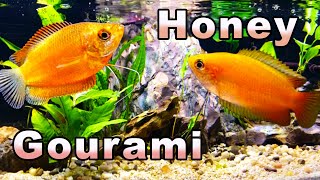 The Sweetest Gourami You Will Meet Honey Gourami Care and Breeding [upl. by Liatris851]