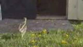 Emu Chicks Three Weeks Old [upl. by Nhguavahs839]