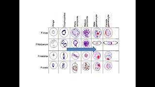 Various stages of Malarial Parasites in PBS [upl. by Ahtiuqal]