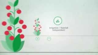 Controlled Release Fertilizers  Single Application Multiple Benefits [upl. by Nawed]