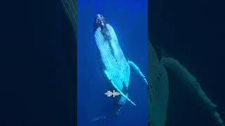 SOUND ON Hear Whale’s Incredible Calls🐋🔊🐬🦈🤿🌊shorts youtubeshorts shortsfeed shortvideo [upl. by Eniamaj]