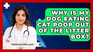 Why Is My Dog Eating Cat Poop Out of the Litter Box  PetGuide360com [upl. by Tdnarb76]