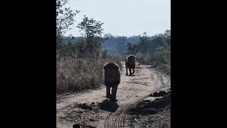 Plains Camp Male Lions at Inyati  30 June 2024 [upl. by Fe]