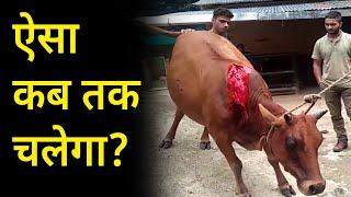 Cow rescued with deadly injury on the shoulder by a road accident  Emotional story of recovery [upl. by Filmore]