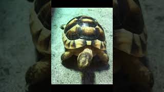 Southern European Marginated Tortoise Hatchling [upl. by Rusty]