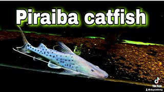 Piraiba Catfish  cá trê piraiba dòng săn mồi khổng lồ hoang dã [upl. by Rtoip]