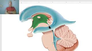 Anatomy of CNS Module in Arabic 2024 Third ventricle by Dr Wahdan [upl. by Barabbas997]