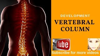 Special embryology  Skeletal system  Vertebral column [upl. by Adnamas]