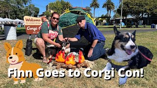 So Many Corgis Corgi Con  Pleasanton California [upl. by Jerz]