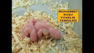 Muhabbet Kuşu Yavrusu Yuvalık Temizliği [upl. by Accever]